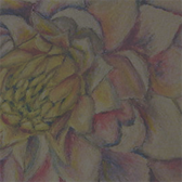 White Dahlia On Water
