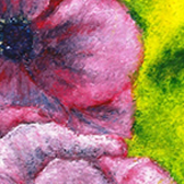 Purple Anemonies